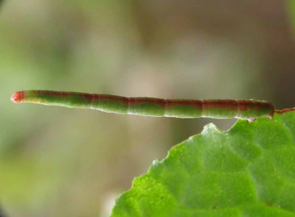 Bruco da identificare: Rhodometra sacraria - Geometridae