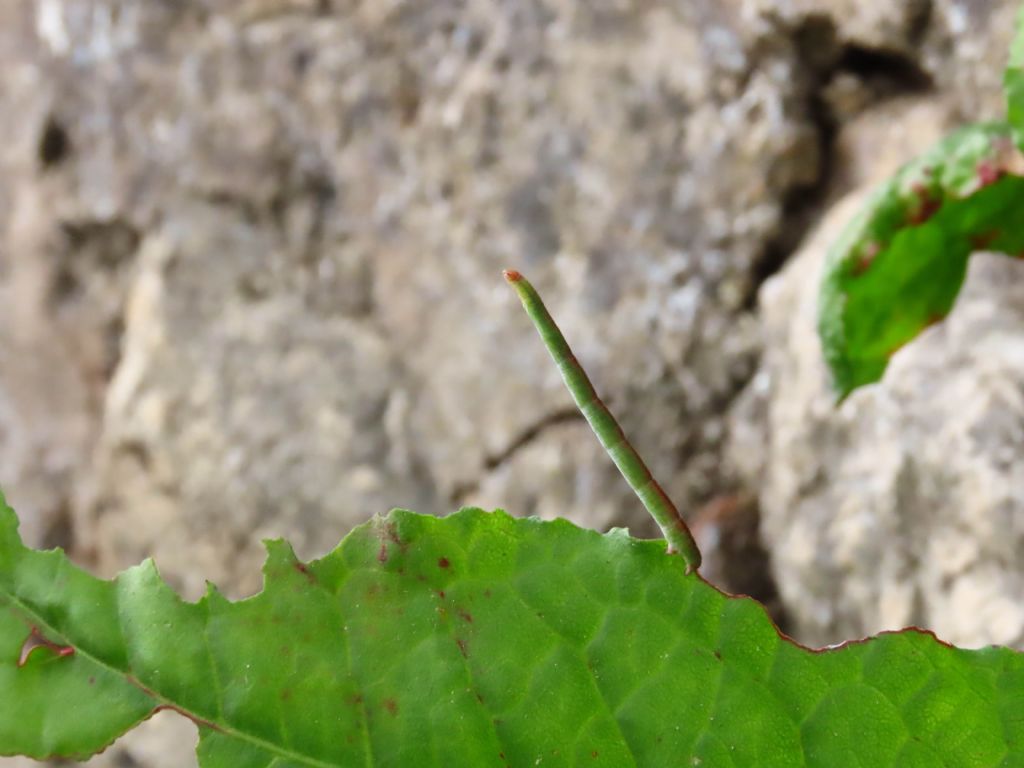 Bruco da identificare: Rhodometra sacraria - Geometridae