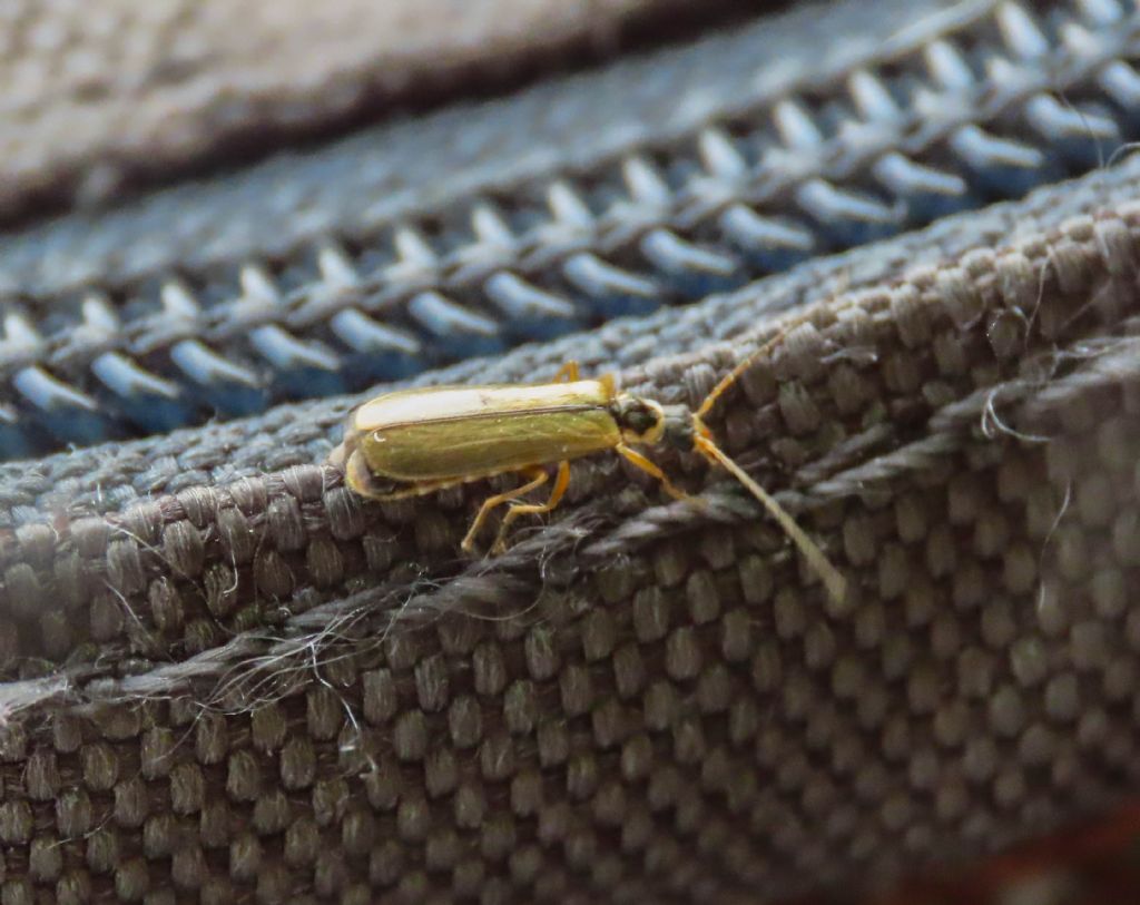 Cantharidae: Rhagonycha nigrosuta