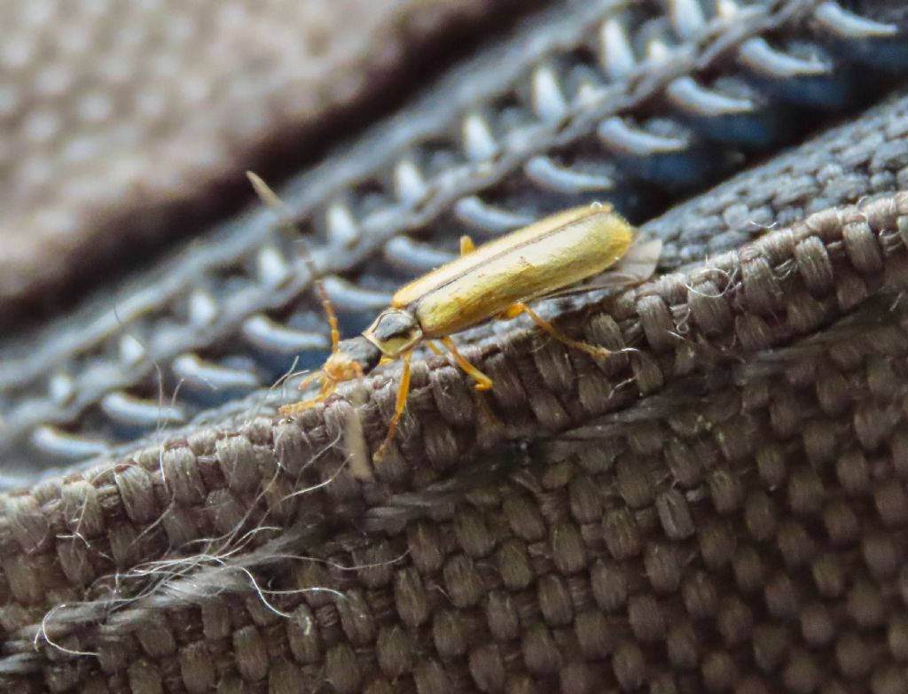 Cantharidae: Rhagonycha nigrosuta