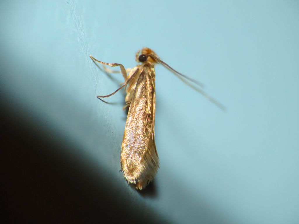 Tineidae? da identificare