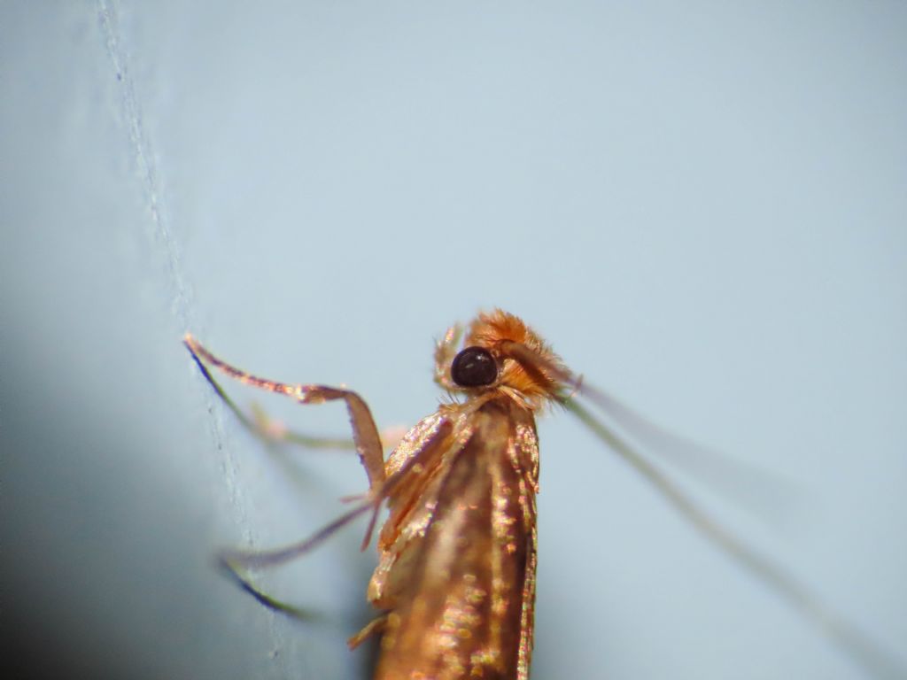 Tineidae? da identificare