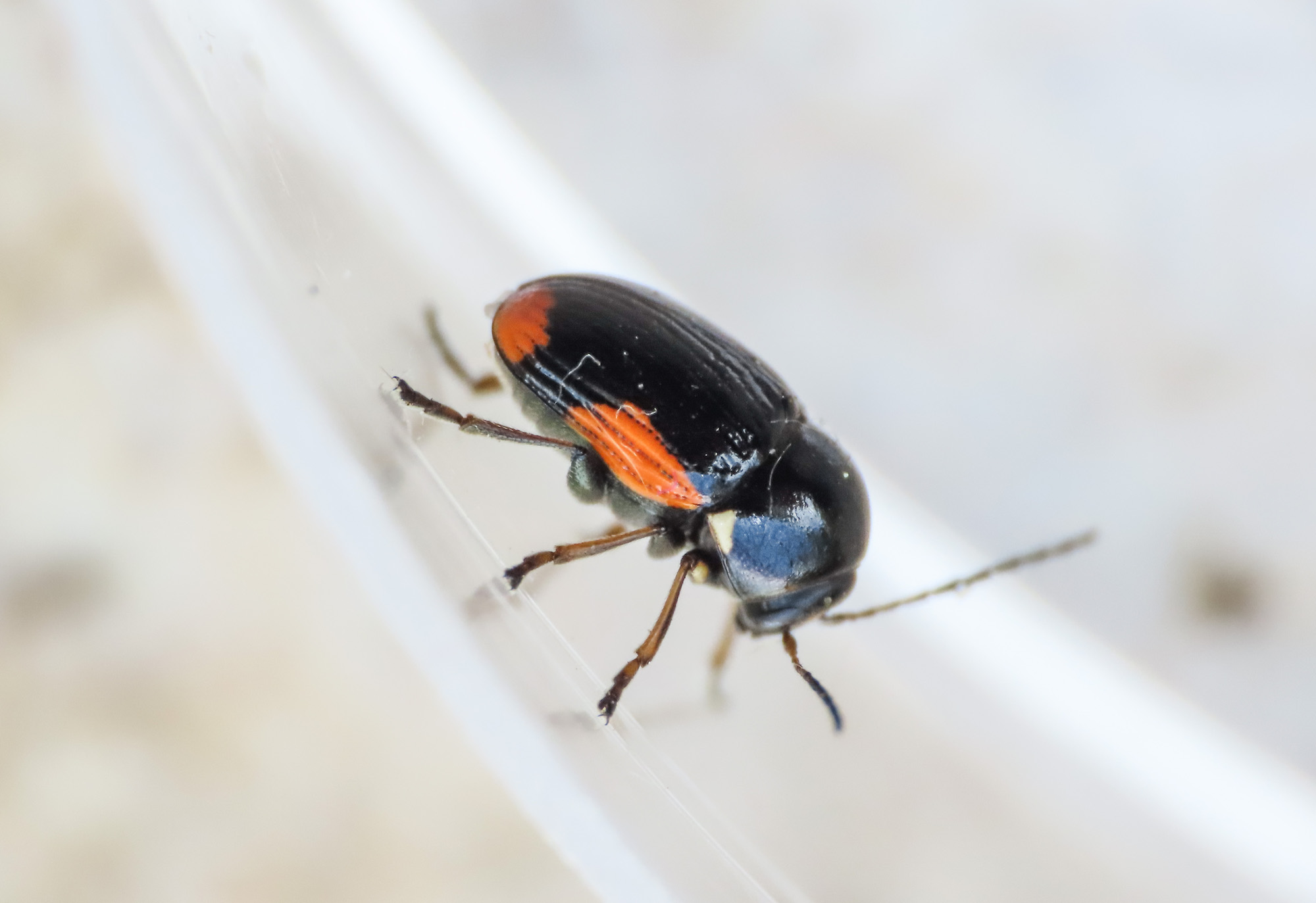 Chrysomelidae: Cryptocephalus moraei