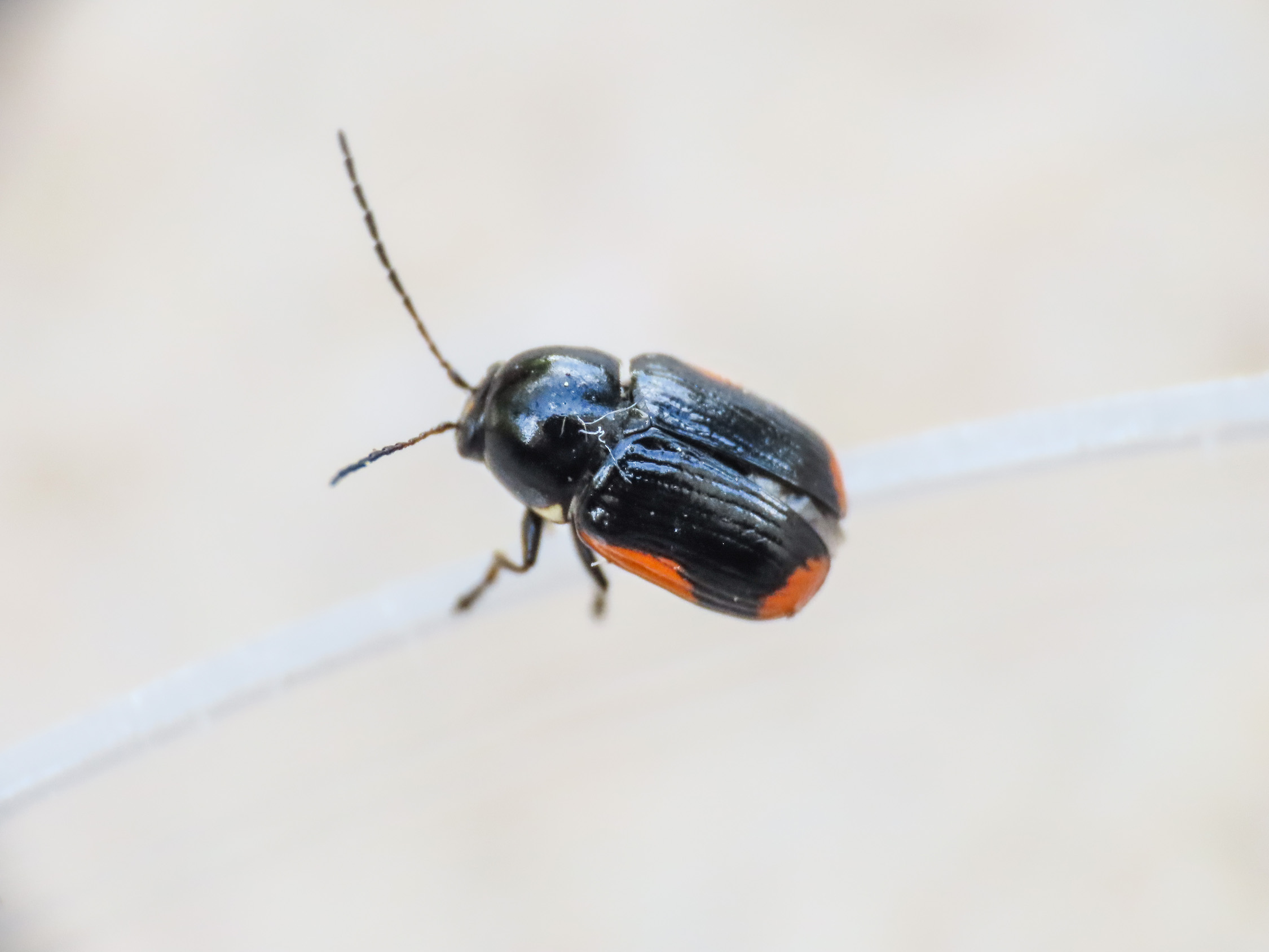 Chrysomelidae: Cryptocephalus moraei