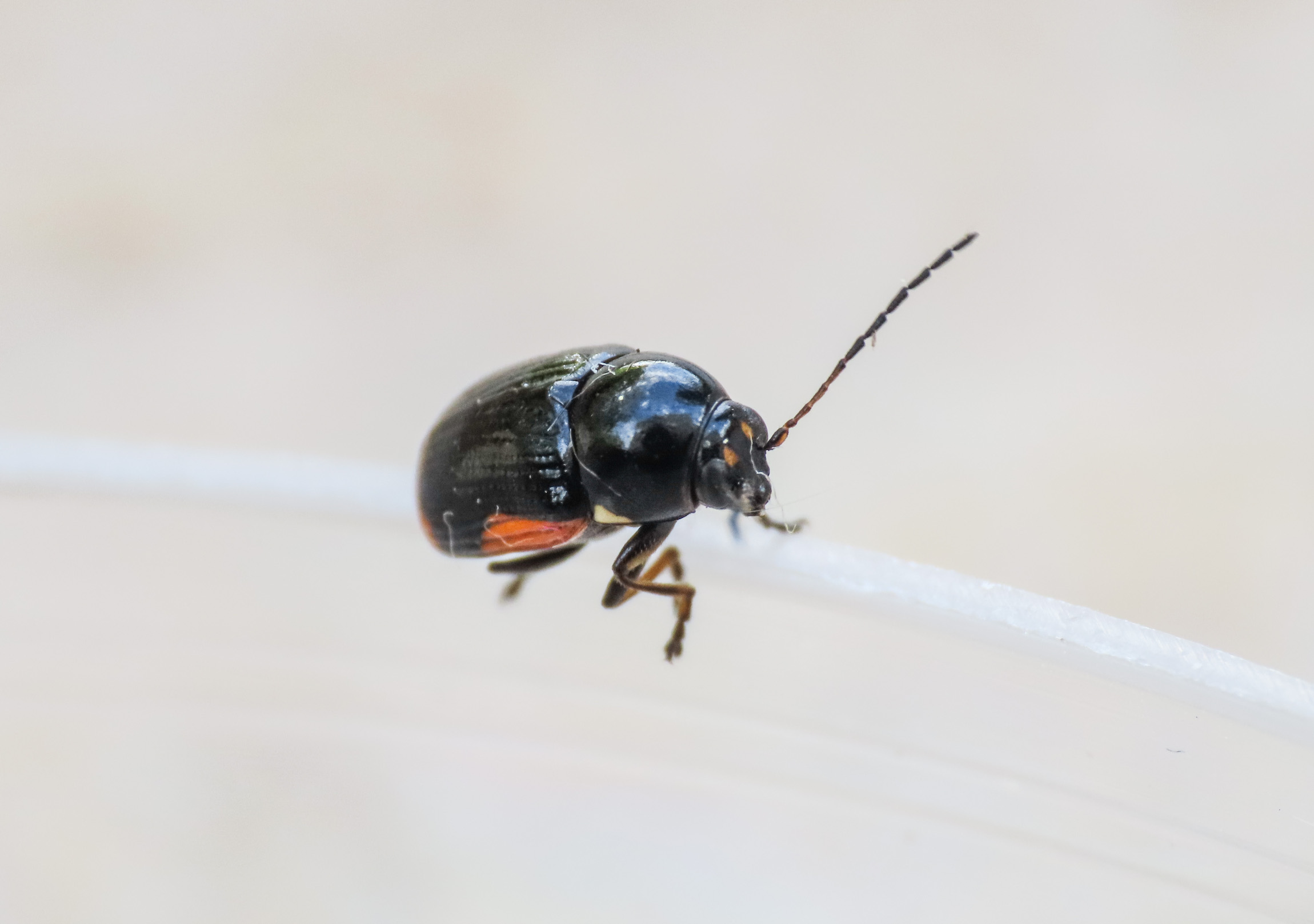 Chrysomelidae: Cryptocephalus moraei