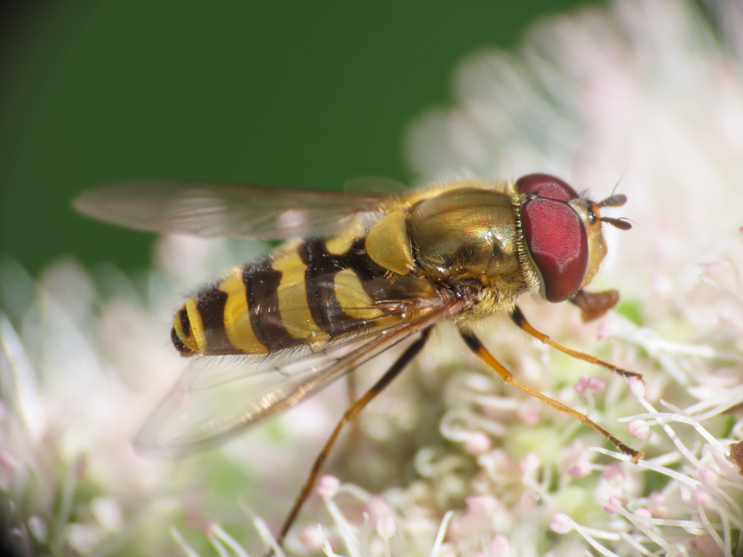 Syrphidae: Syrphus cfr. ribesii, maschio