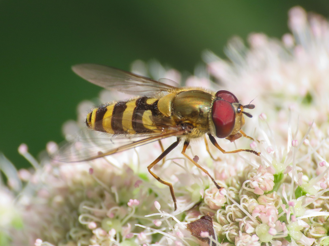 Syrphidae: Syrphus cfr. ribesii, maschio