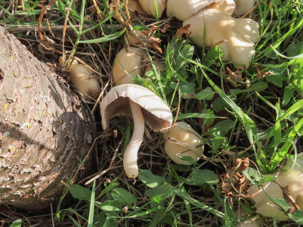 Funghi da identificare