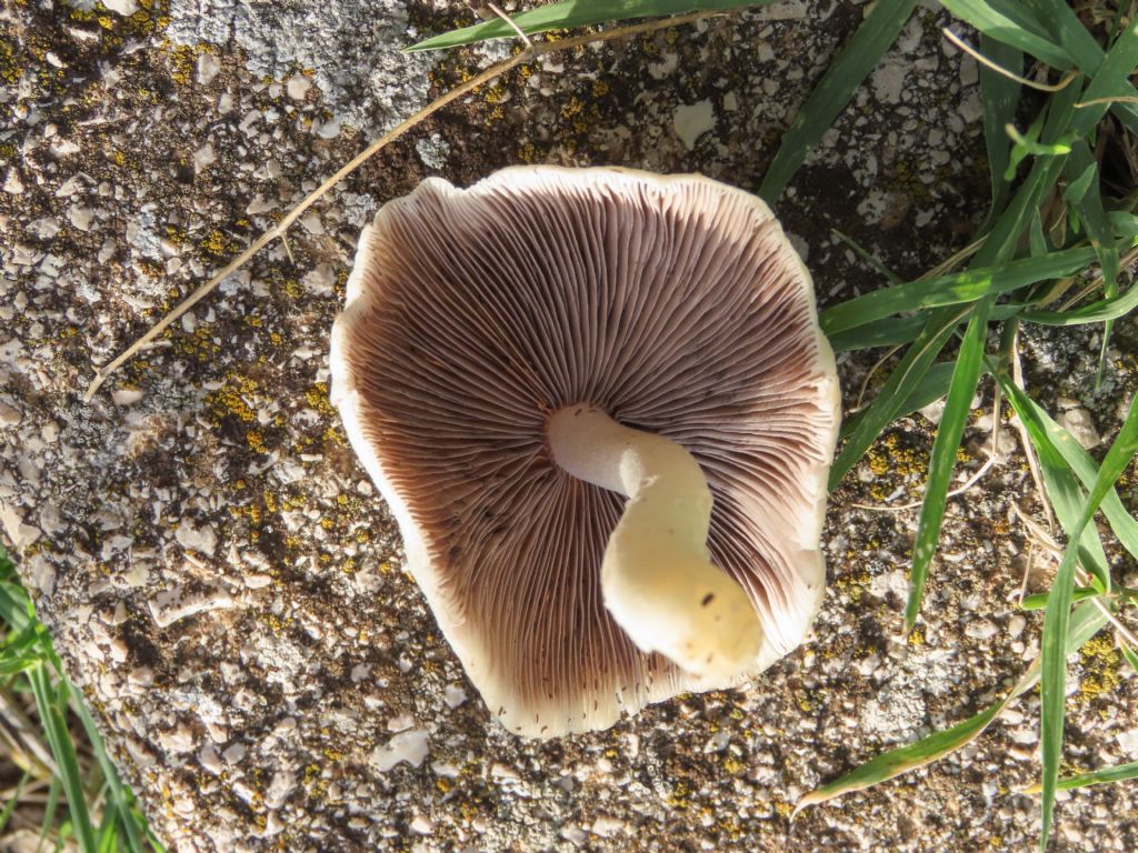 Funghi da identificare