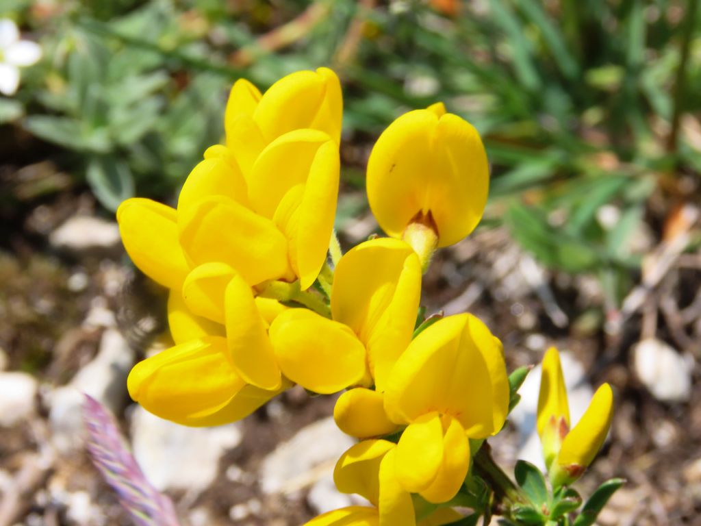 Fabaceae: cfr. Cytisus decumbens