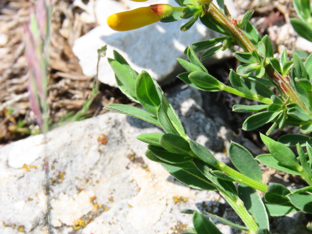 Fabaceae: cfr. Cytisus decumbens