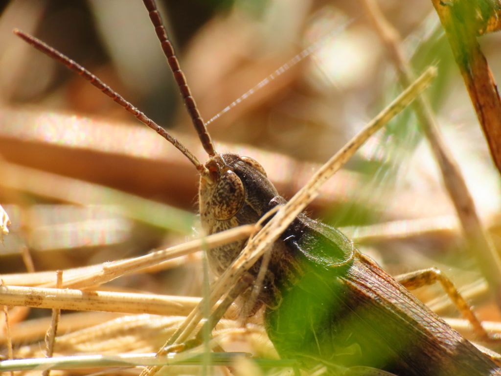 Chorthippus (Glyptobothrus) cfr. brunneus