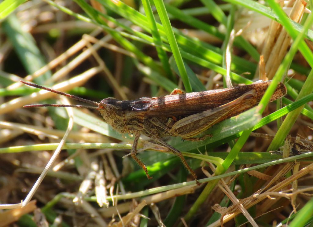 Chorthippus (Glyptobothrus) cfr. brunneus