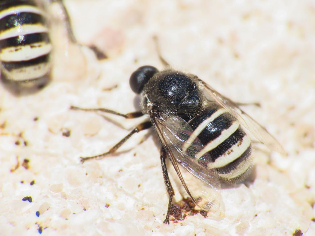 Acroceridae: Ogcodes sp. ?  S, Ogcodes zonatus/pallipes