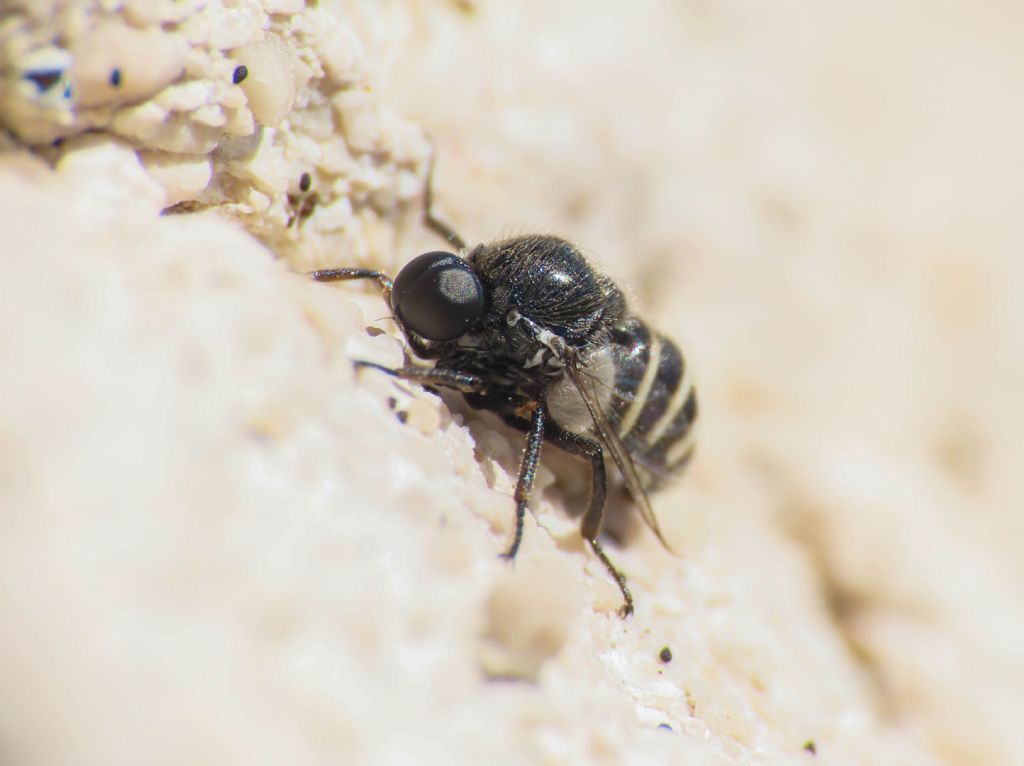 Acroceridae: Ogcodes sp. ?  Sì, Ogcodes zonatus/pallipes