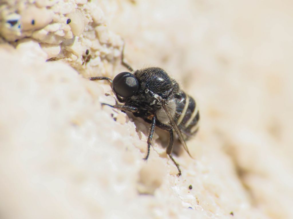 Acroceridae: Ogcodes sp. ?  S, Ogcodes zonatus/pallipes