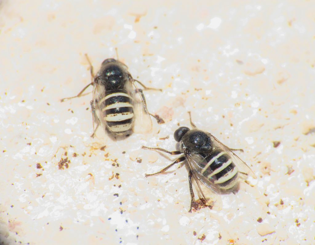 Acroceridae: Ogcodes sp. ?  Sì, Ogcodes zonatus/pallipes