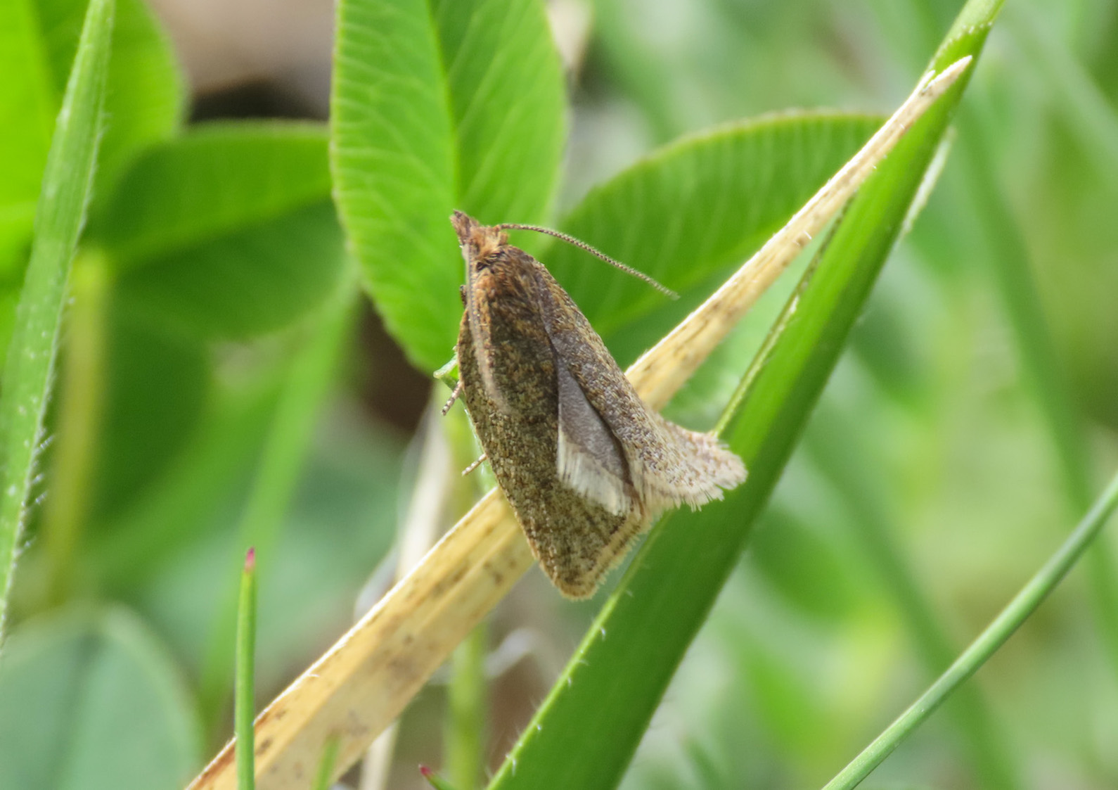 Clepsis? da identificare