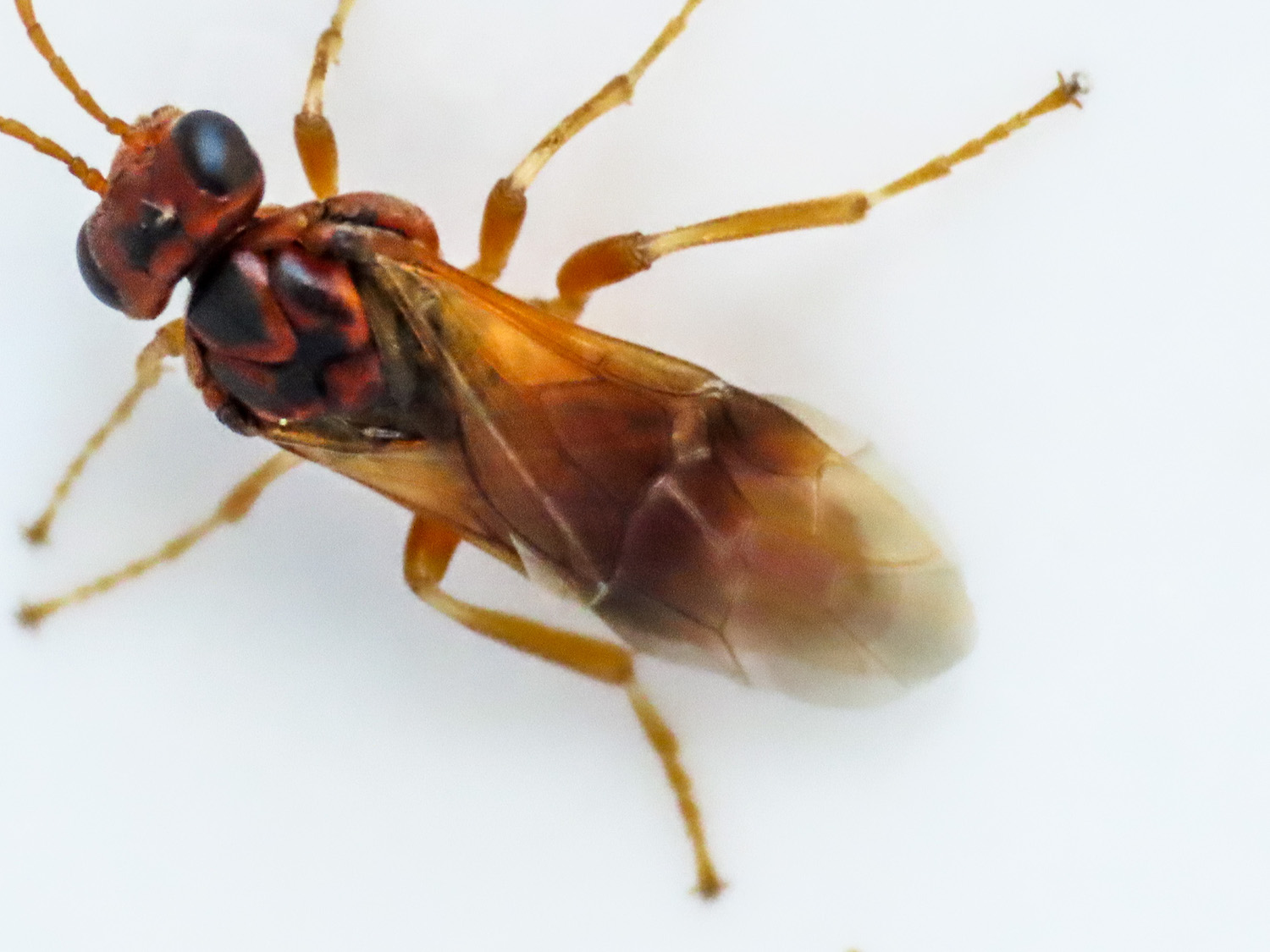 Tenthredinidae da identificare: Hoplocampa flava