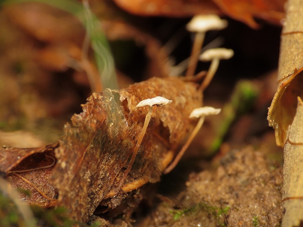 Marasmius? da identificare