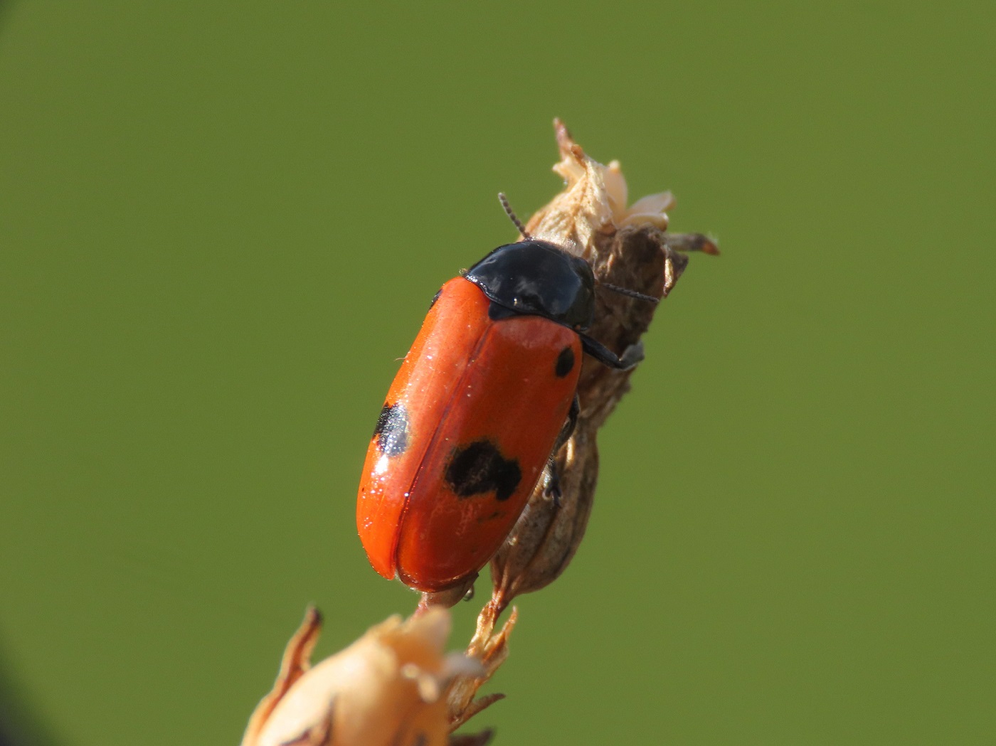 Chrysomelidae: Clytra laeviuscula