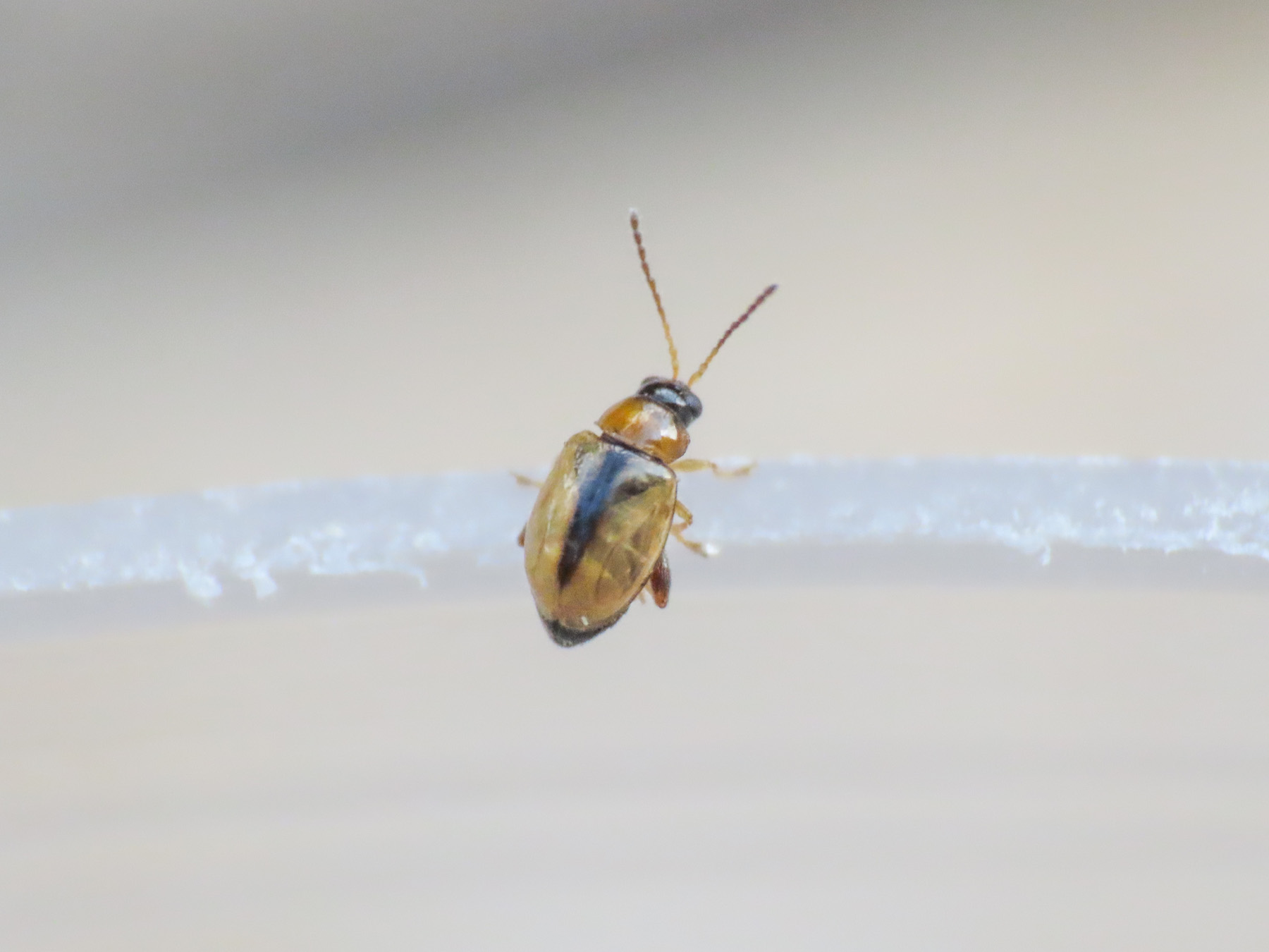 Chrysomelidae: Aphthona sp.