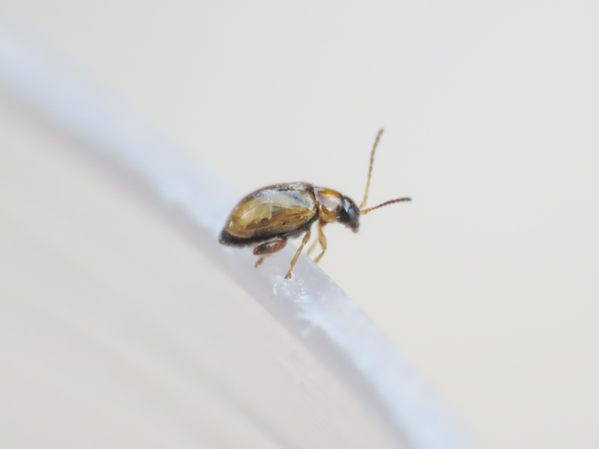 Chrysomelidae: Aphthona sp.