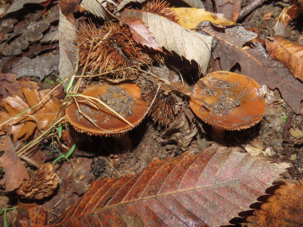 Cortinarius? da identificare