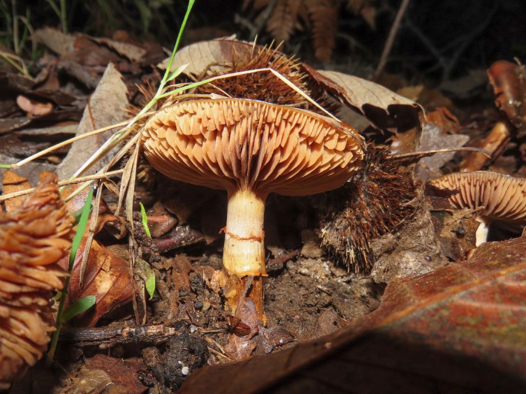 Cortinarius? da identificare