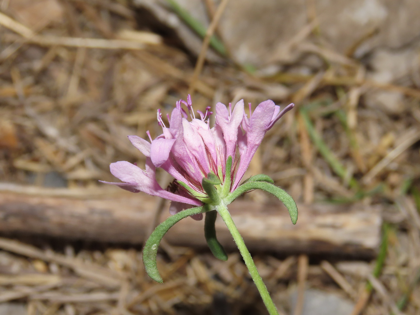 Sixalix atropurpurea