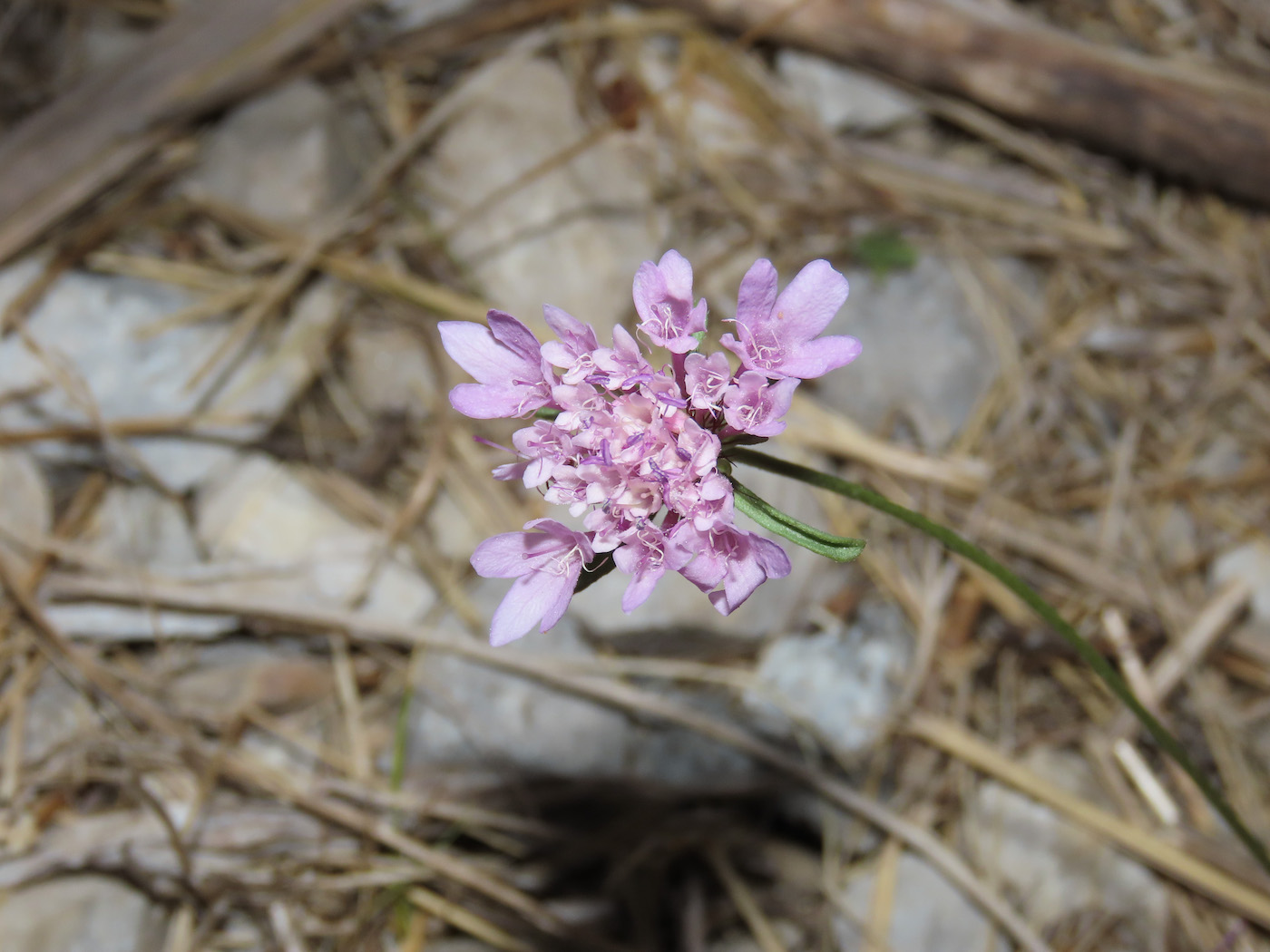 Sixalix atropurpurea