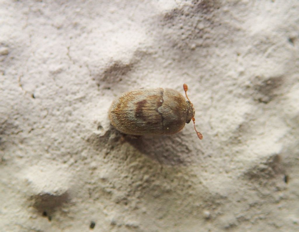 Nitidulidae: Xenostrongylus arcuatus