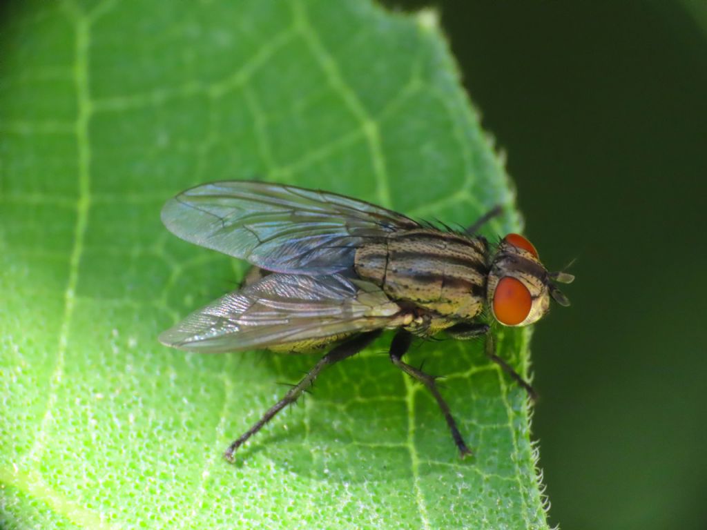 Sarcophagidae da identificare