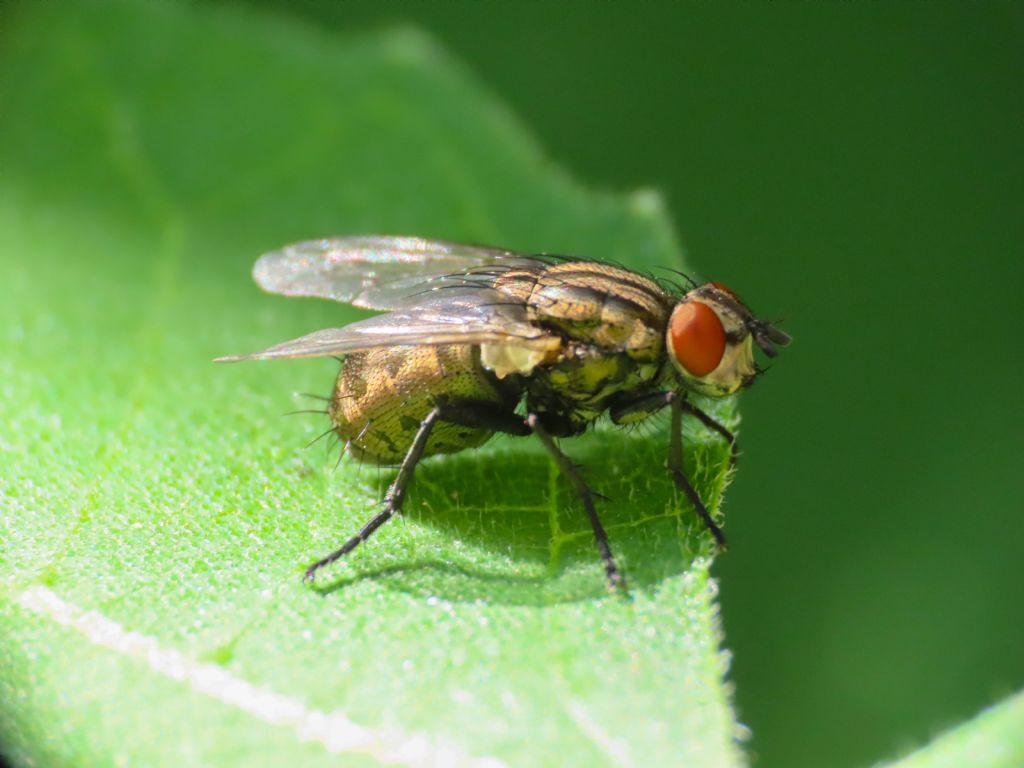 Sarcophagidae da identificare