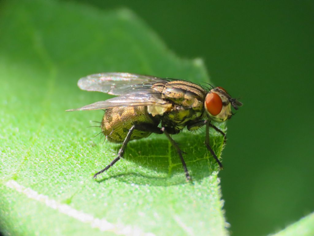 Sarcophagidae da identificare