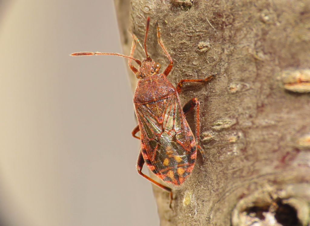 Rhopalidae: Stictopleurus punctatonervosus