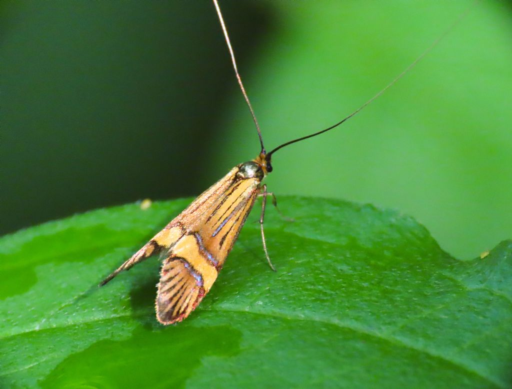 Adelidae: Nemophora degeerella