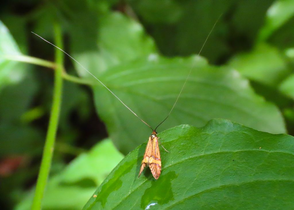 Adelidae: Nemophora degeerella