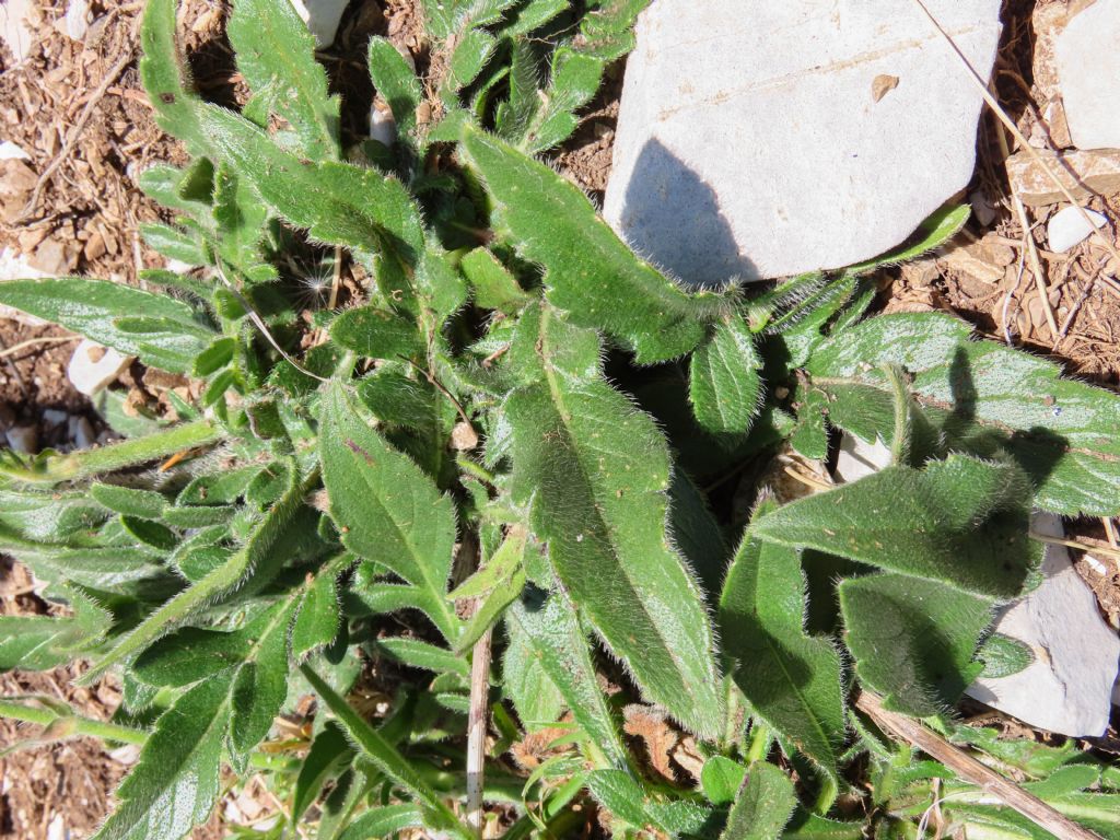 Knautia? da identificare