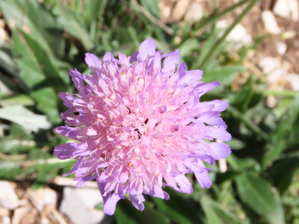 Knautia? da identificare