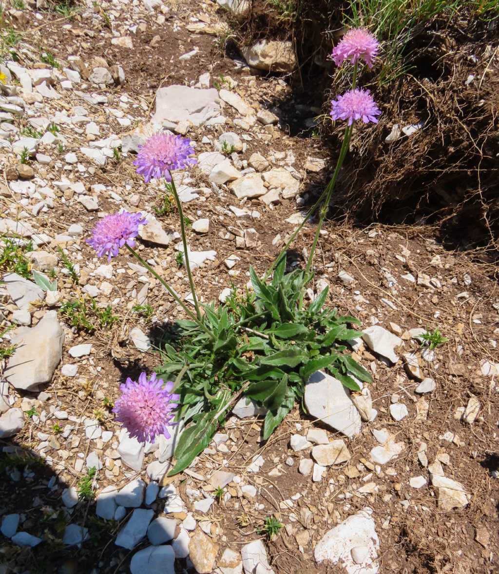 Knautia? da identificare