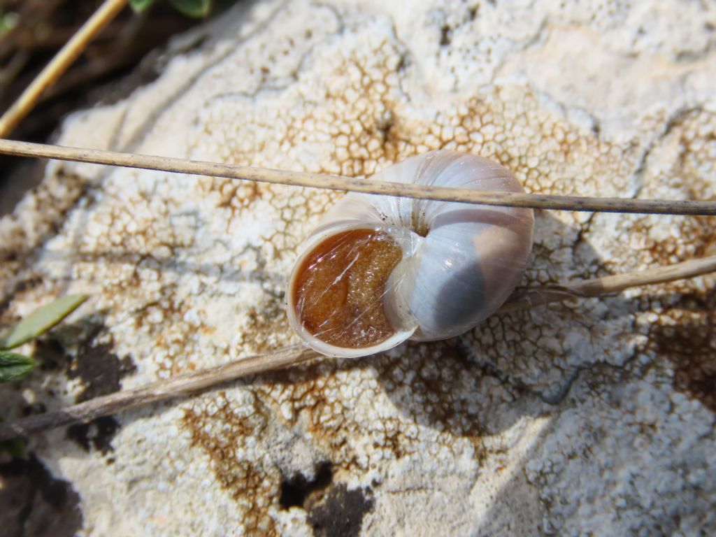 Monacha? da identificare