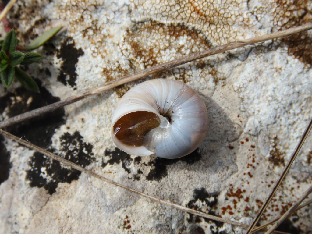 Monacha? da identificare