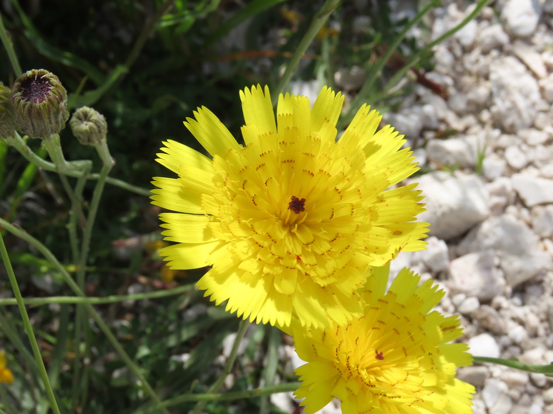 Tolpis staticifolia / Tolpide staticifoglia