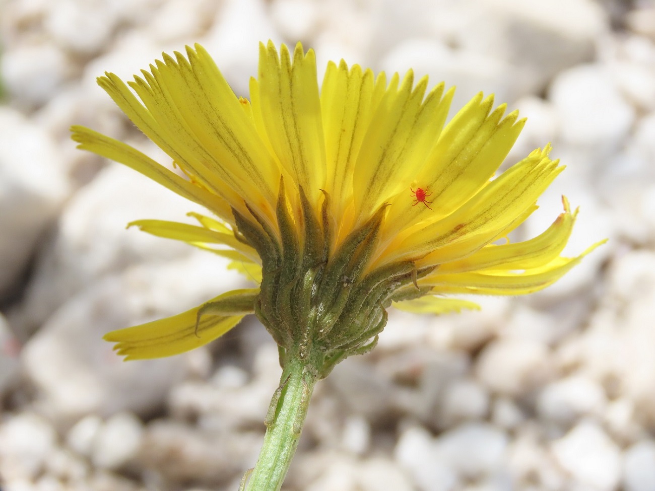Tolpis staticifolia / Tolpide staticifoglia