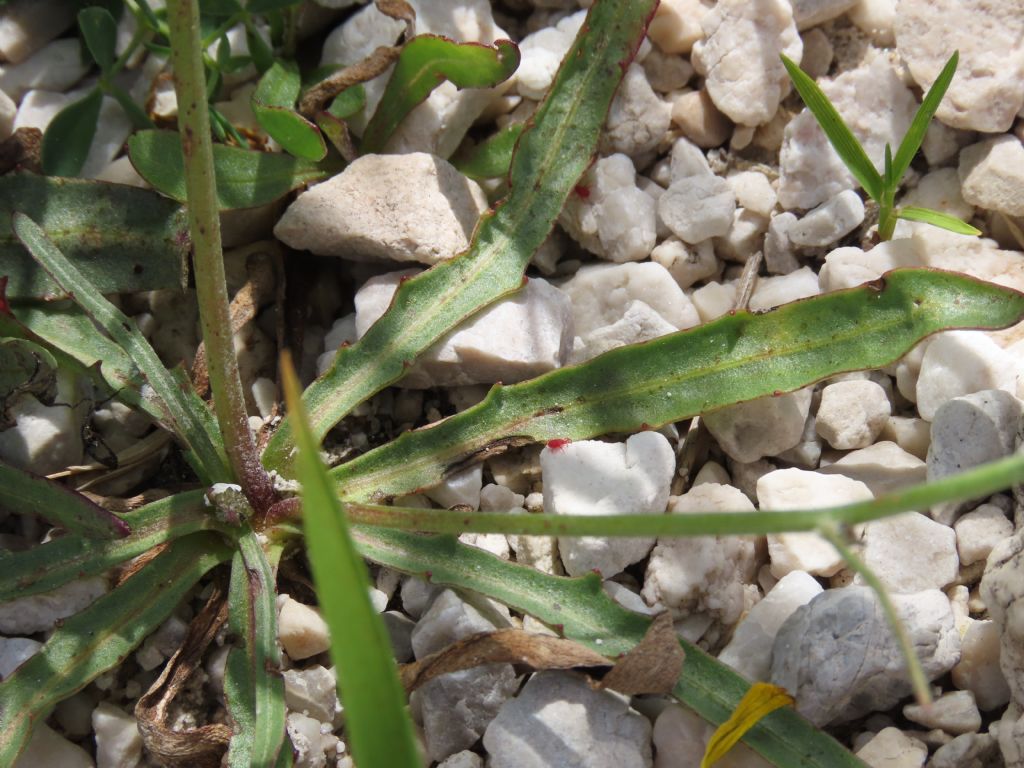 Tolpis staticifolia / Tolpide staticifoglia