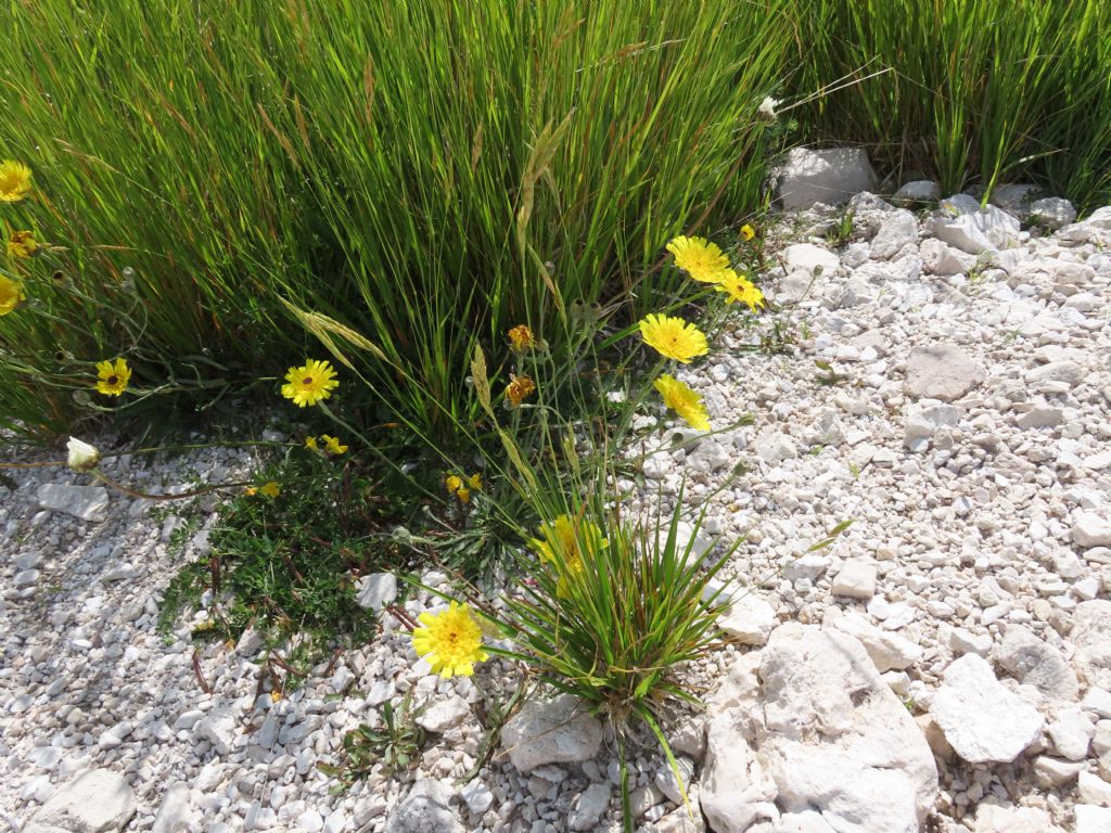 Tolpis staticifolia / Tolpide staticifoglia
