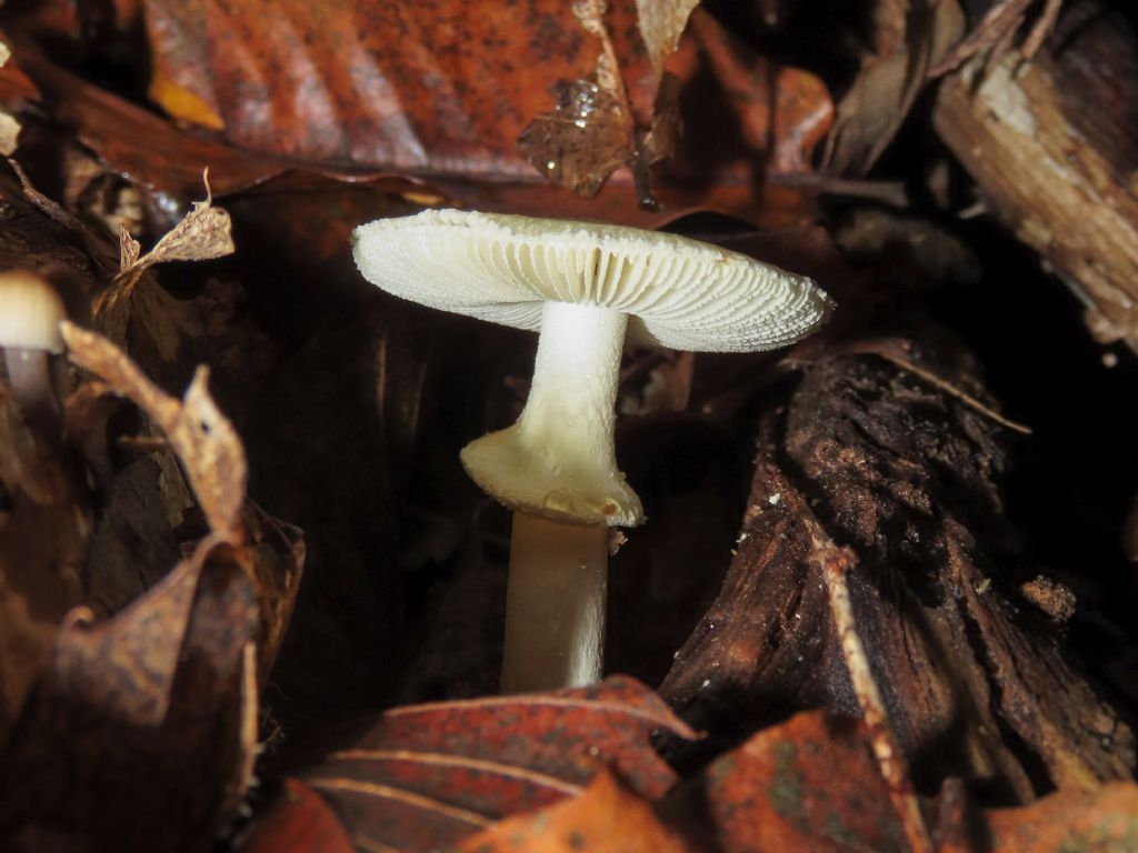 Fungo da identificare