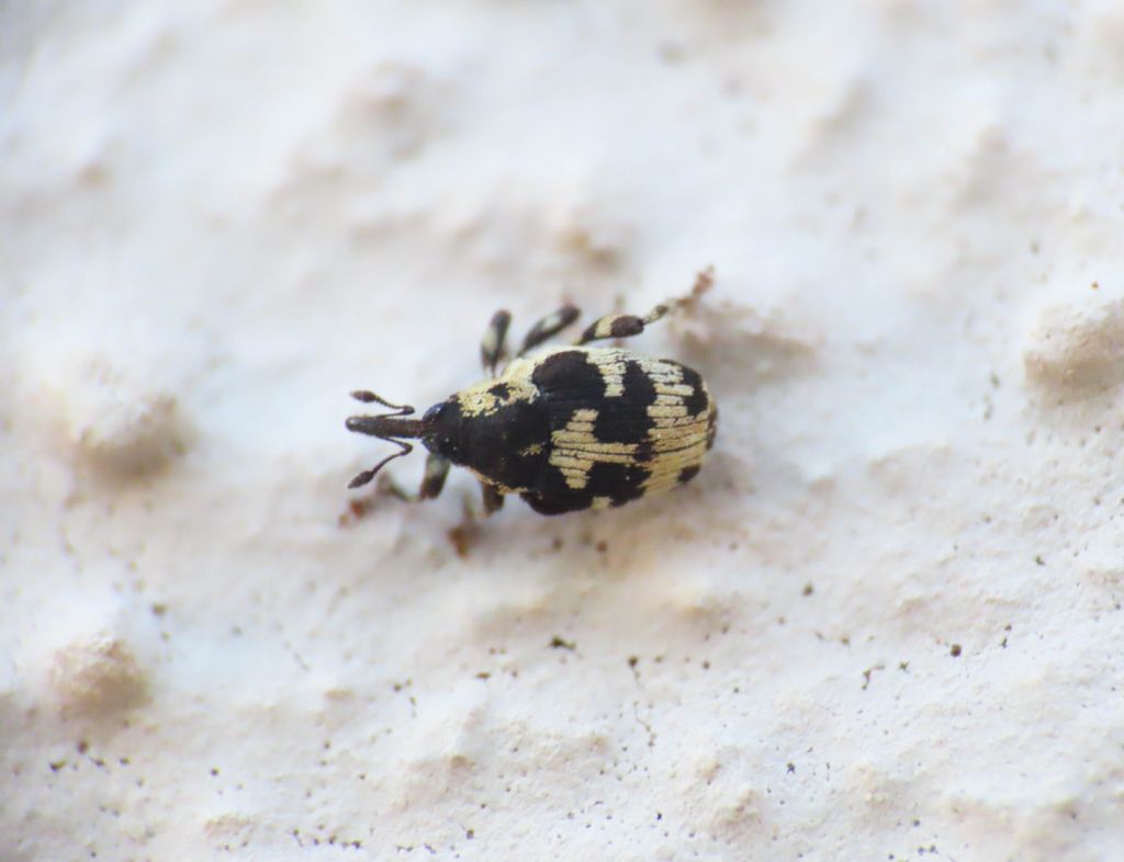 Curculionidae: Thamiocolus sinapis