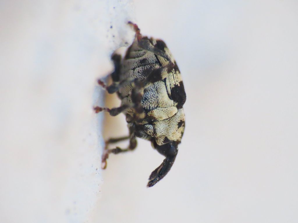 Curculionidae: Thamiocolus sinapis